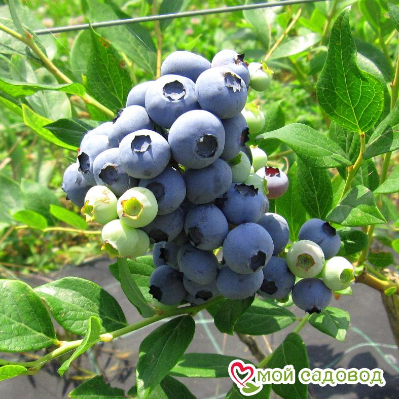 Голубика "Чандлер"   (Двойной Урожай)