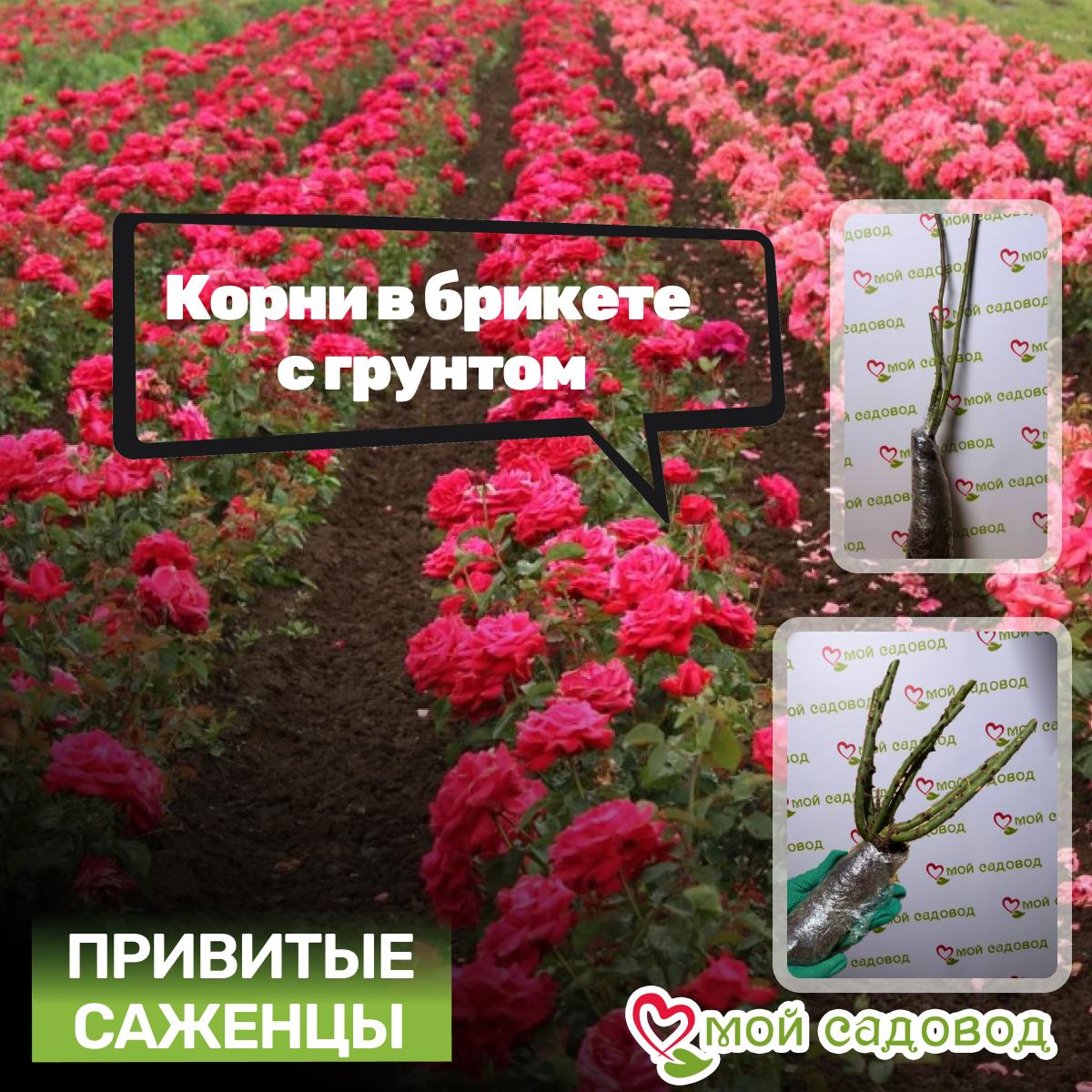 Роза Ля Роз Де Катрэ Вен