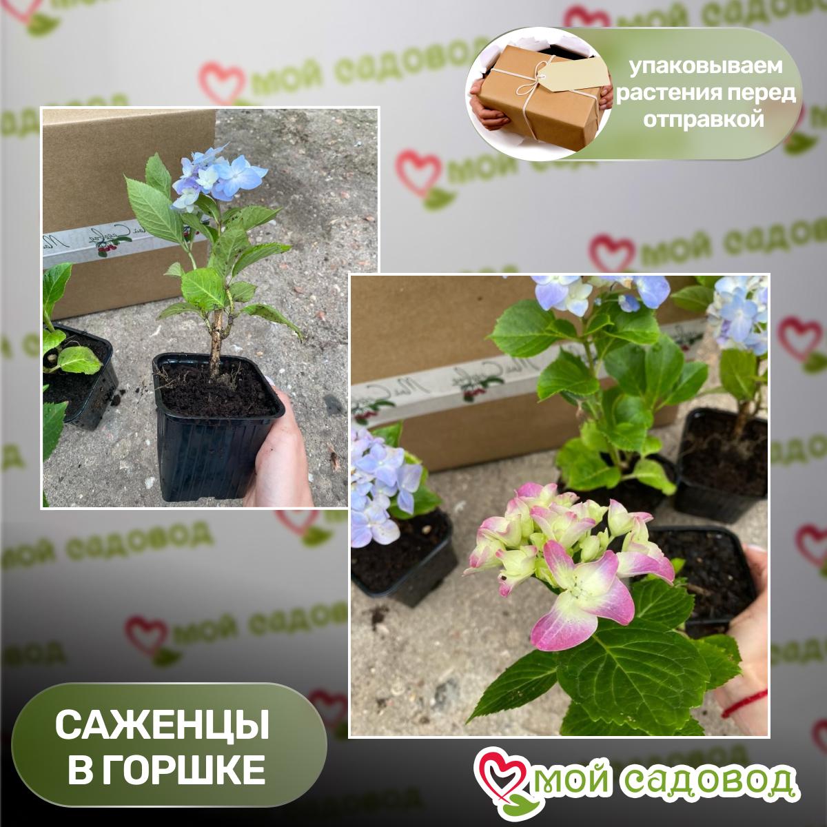 Гортензия крупнолистная Блаумайзе  ЗКС