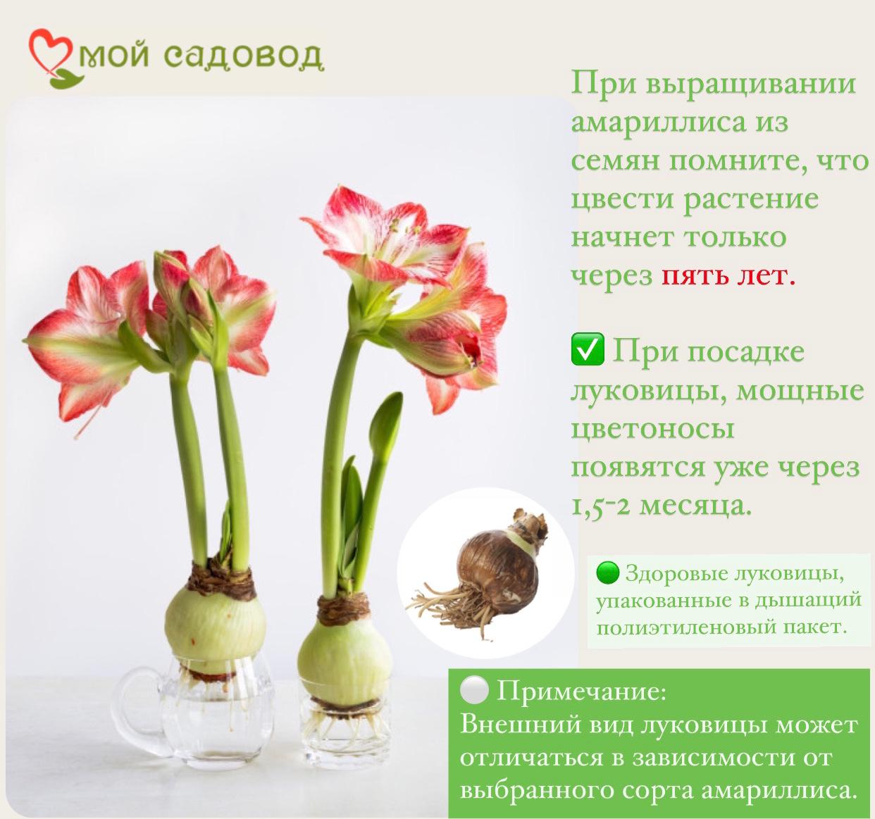 АМАРИЛЛИС БЕНИТО